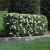 Four Seasons Gardenia Shrub 2 Four Seasons Gardenia Shrub -Garden-Plants FourSeasons Gardenia 1