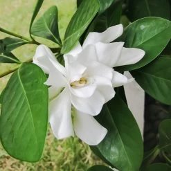 Four Seasons Gardenia Shrub -Garden-Plants FourSeasons Gardenia 2