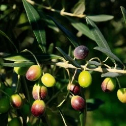 Frantoio Olive Tree -Garden-Plants Frantoio Olive 2 BB