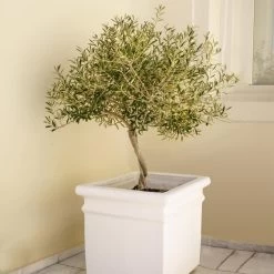 Frantoio Olive Tree -Garden-Plants Frantoio Olive FGT