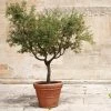 Frantoio Olive Tree -Garden-Plants Frantoio Olive FGT 600x600 ae78b264 02f3 4f9c a62c 4757ae262c9c