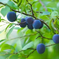 French Prune Tree -Garden-Plants French Prune Plum 2