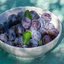 French Prune Tree -Garden-Plants French Prune Plum 3