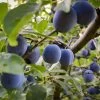French Prune Tree -Garden-Plants French Prune Plum 3 600x600 a3c97408 0735 4967 8350 f98df95f31c7