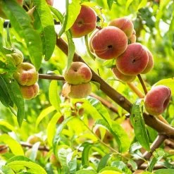 Galaxy Peach Tree -Garden-Plants Galaxy Peach Tree 3