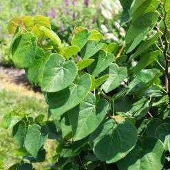 Garden Gems® Emerald Redbud Tree 8 Garden Gems® Emerald Redbud Tree -Garden-Plants Garden Gems Emerald 1