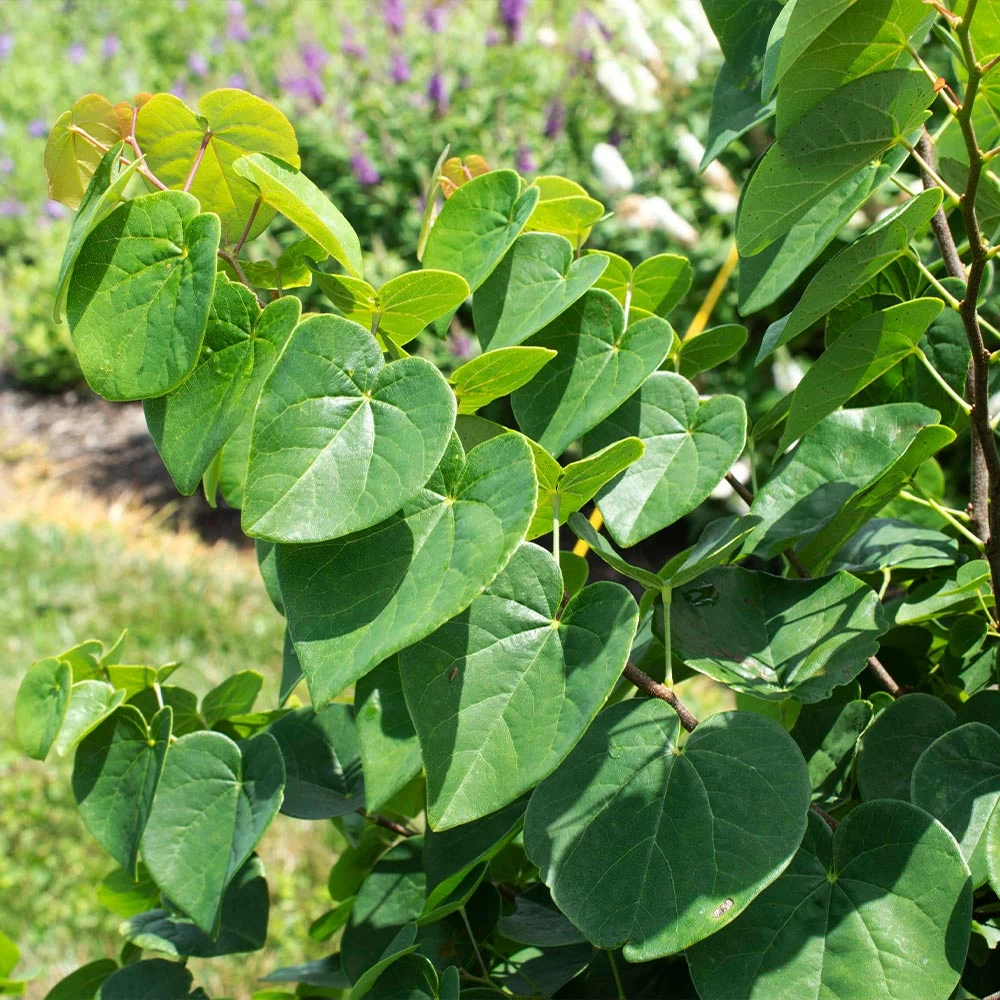 Garden Gems® Emerald Redbud Tree 5 Garden Gems® Emerald Redbud Tree - Image 3