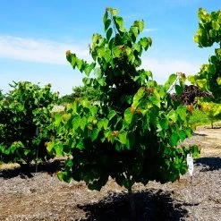 Garden Gems® Emerald Redbud Tree 9 Garden Gems® Emerald Redbud Tree -Garden-Plants Garden Gems Emerald 3