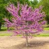 Garden Gems® Emerald Redbud Tree 1 Garden Gems® Emerald Redbud Tree -Garden-Plants Garden Gems Emerald FGT 600x600 d1ef7a36 461c 405e b528 c0ebf54f8deb