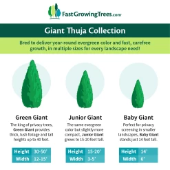 Junior Giant Thuja Tree -Garden-Plants GiantThujaCollectionGraphic 46da212d 75c4 4b15 9d43 0f7dc11664cd