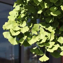 Ginkgo Tree -Garden-Plants Ginkgo Biloba 5