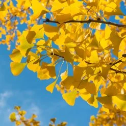 Ginkgo Tree -Garden-Plants Ginkgo Biloba 6 FGT