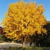Ginkgo Tree -Garden-Plants Ginkgo Biloba FGT 600x600 61bac425 aa4b 44dc b9db d01bc72b3e12