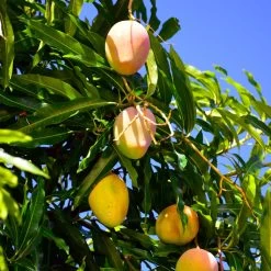 Salsa Kit -Garden-Plants Glenn Mango 6