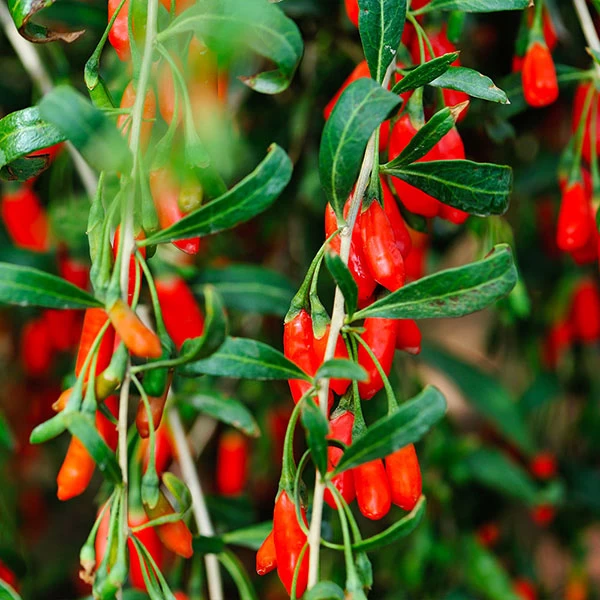 Goji Berry 3 Goji Berry
