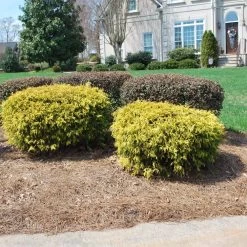 Gold Mop Cypress 8 Gold Mop Cypress -Garden-Plants Gold Mop Cypress 1 FGT