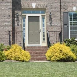 Gold Mop Cypress 9 Gold Mop Cypress -Garden-Plants Gold Mop Cypress 2 FGT