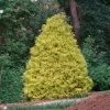 Gold Mop Cypress 1 Gold Mop Cypress -Garden-Plants Gold Mop Cypress FGT 600x600 7ae4290d b9f2 42d1 96a0 ea2d945d9e94