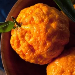 Gold Nugget Mandarin Tree 10 Gold Nugget Mandarin Tree -Garden-Plants Gold Nugget Manderine Tree 4 FGT