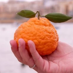 Gold Nugget Mandarin Tree 9 Gold Nugget Mandarin Tree -Garden-Plants Gold Nugget Manderine Tree 7