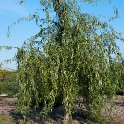 Golden Curls' Corkscrew Willow -Garden-Plants Golden Curls Willow 1
