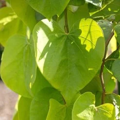 Golden Falls® Redbud Tree -Garden-Plants Golden Falls Redbud 2