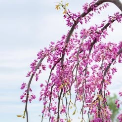 Golden Falls® Redbud Tree -Garden-Plants Golden Falls Redbud 3