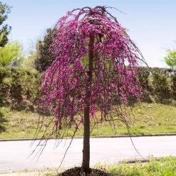 Golden Falls® Redbud Tree -Garden-Plants Golden Falls Redbud 4