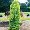 Golden Falls® Redbud Tree 2 Golden Falls® Redbud Tree -Garden-Plants Golden Falls Redbud 600x600 a882b66d db87 4959 aab9 4e0f0c68ac07