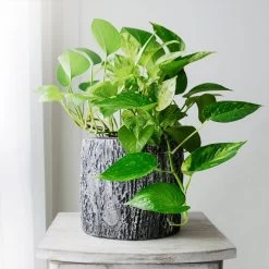 New Apartment House Plant Kit -Garden-Plants Golden Pothos 1 BB c89f9c19 c34c 48a5 8c2a 5055ce6dca15