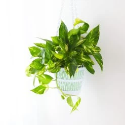 Golden Pothos -Garden-Plants Golden Pothos 3 FGT