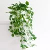 Golden Pothos -Garden-Plants Golden Pothos FGT 600x600 5b8205ba e962 4b1d be2a 426f3068f575