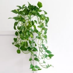 Golden Pothos