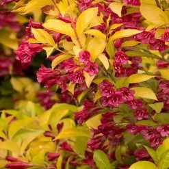 Golden Jackpot® Weigela Shrub -Garden-Plants Golden jackpot Weigela 2
