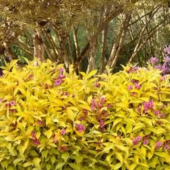 Golden Jackpot® Weigela Shrub -Garden-Plants Golden jackpot Weigela 3