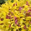 Golden Jackpot® Weigela Shrub -Garden-Plants Golden jackpot Weigela 600x600 d55b7f76 93a1 4408 8eab 3e677cebcd8a
