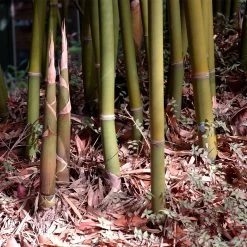 Graceful Bamboo -Garden-Plants Graceful Bamboo 3 FGT