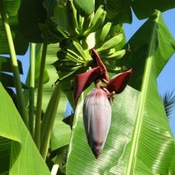 Grand Nain 'Naine' Banana Tree 10 Grand Nain 'Naine' Banana Tree -Garden-Plants Grand Naine Nain Banana 6