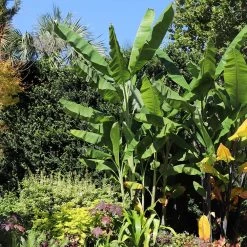 Grand Nain 'Naine' Banana Tree 11 Grand Nain 'Naine' Banana Tree -Garden-Plants Grand Naine Nain Banana 7 FGT