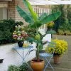Grand Nain 'Naine' Banana Tree -Garden-Plants Grand Naine Nain Banana FGT 600x600 ae20a73d 5f5d 4cf4 915c cd72fe2f17a0