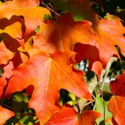 Green Mountain Sugar Maple Tree 10 Green Mountain Sugar Maple Tree -Garden-Plants Green Mountain Sugar Maple 2