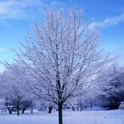 Green Mountain Sugar Maple Tree 13 Green Mountain Sugar Maple Tree -Garden-Plants Green Mountain Sugar Maple 5