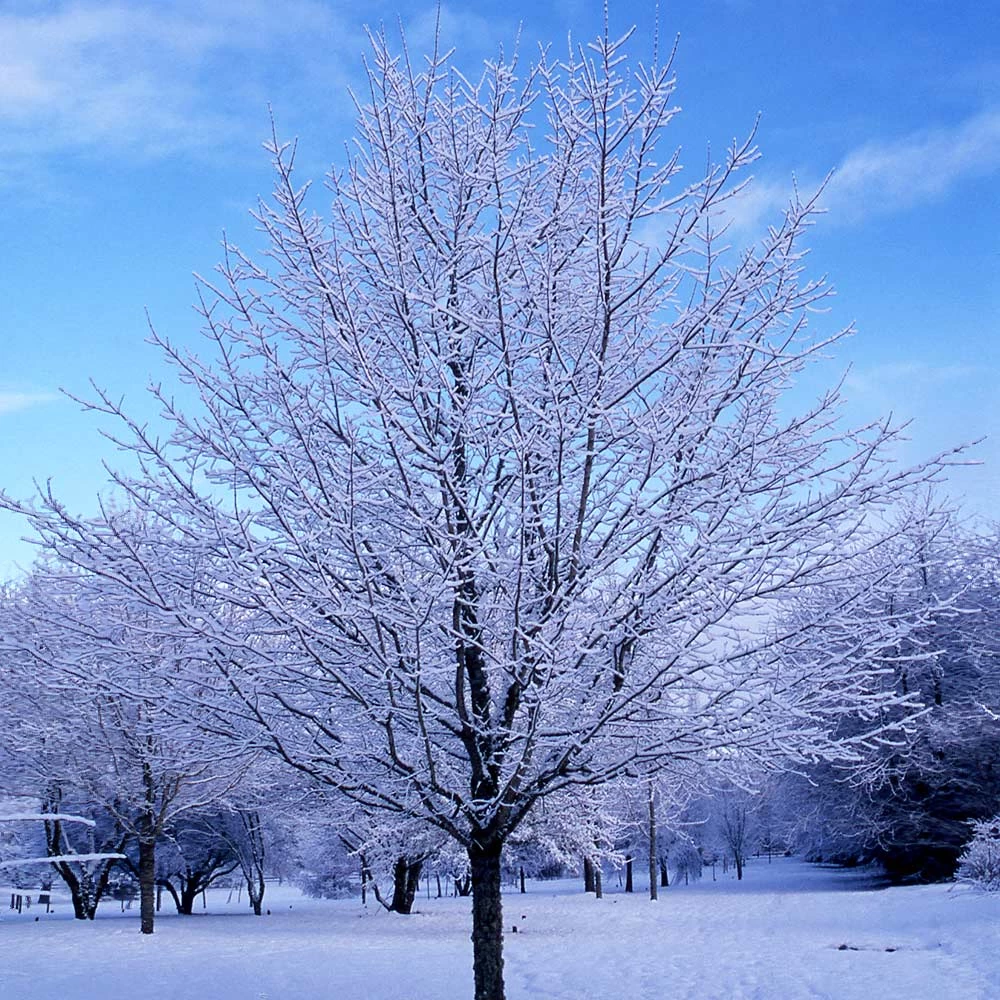 Green Mountain Sugar Maple Tree 8 Green Mountain Sugar Maple Tree - Image 6