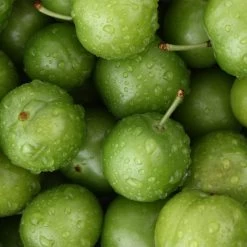 Green Gage Plum -Garden-Plants Green Gage Plum 4