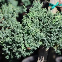 Green Mound Juniper Topiary -Garden-Plants Green Mound JUniper 3 FGT 95b457e9 9712 4329 b324 05ec99fb2809