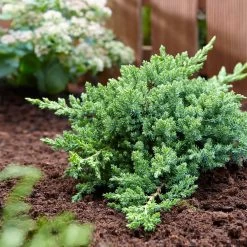 Green Mound Juniper -Garden-Plants Green Mound Juniper 3 FGT