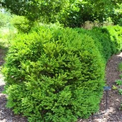 Green Velvet Boxwood Shrub -Garden-Plants Green Velvet Boxwood 7