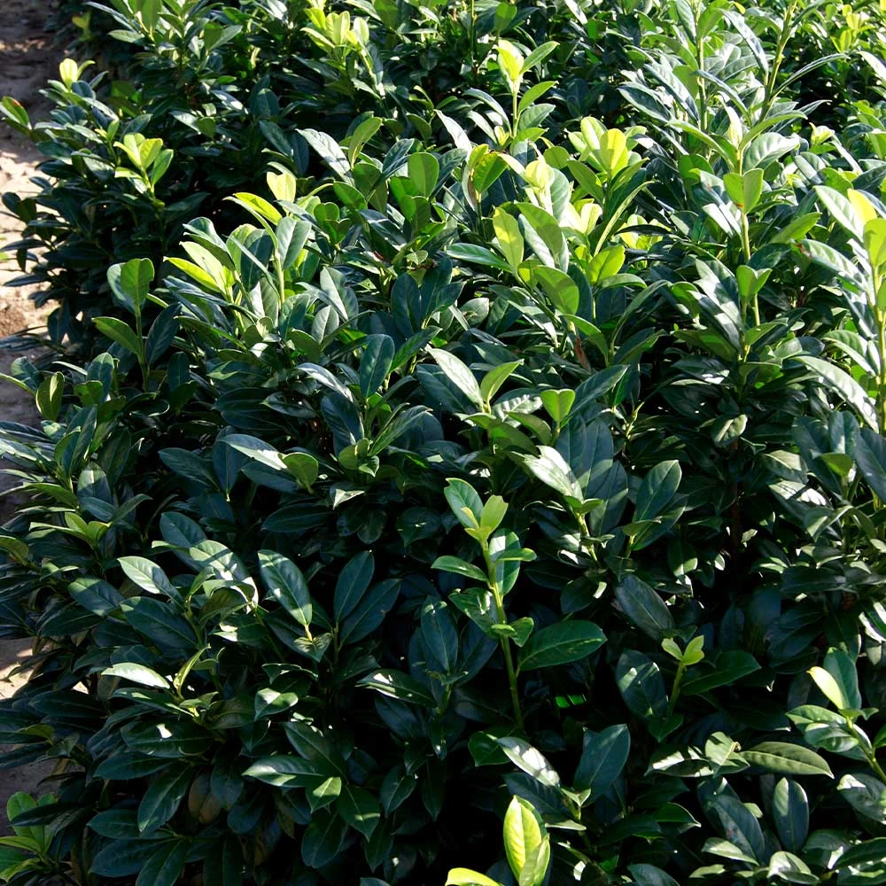 Greenfinity Cherry Laurel 5 Greenfinity Cherry Laurel - Image 3