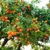 Hamlin Sweet Orange Tree -Garden-Plants Hamlin Orange FGT 600x600 6b2410e4 cdd2 4121 85d6 6a5985009e41