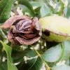 Hardy Pecan -Garden-Plants Hardy pecan FGT 600x600 e00b4782 e4b1 41dd a9a1 1a9a9e073bb8